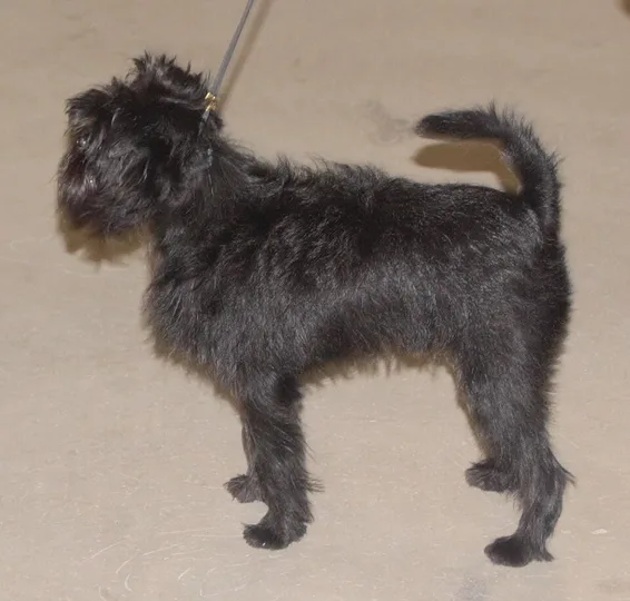 Affenpinscher dog