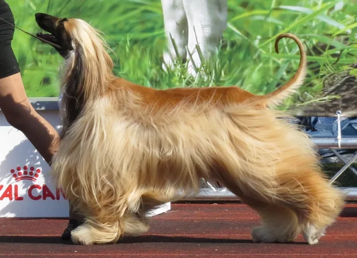 Afghan Hound dog