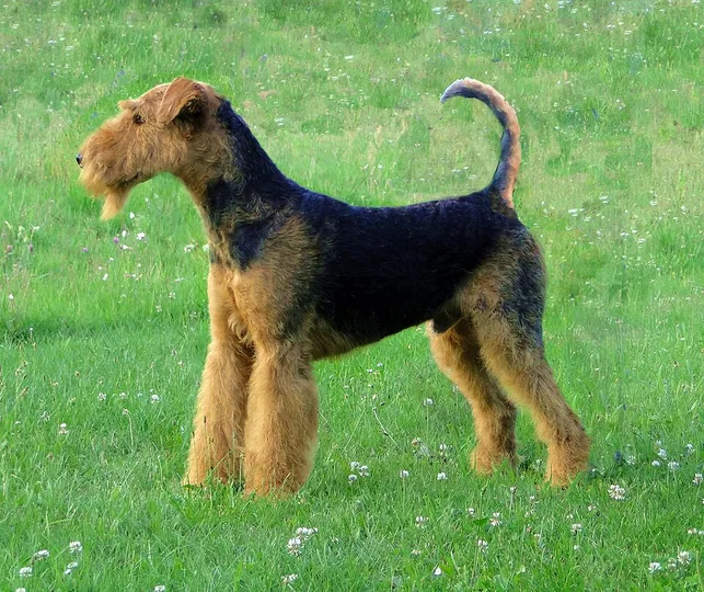 Airedale Terrier dog