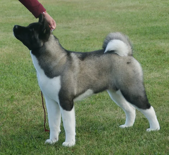 Akita dog