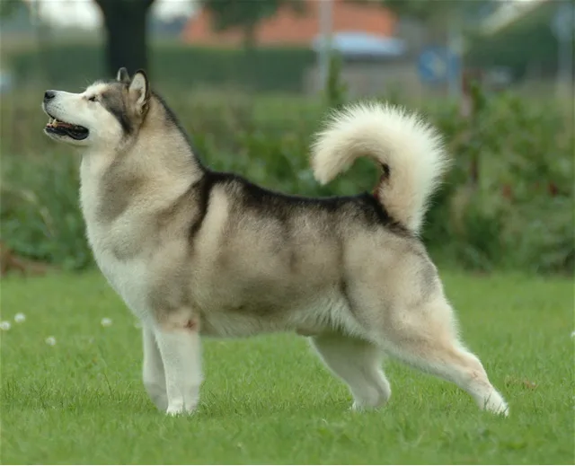 Alaskan Malamute dog