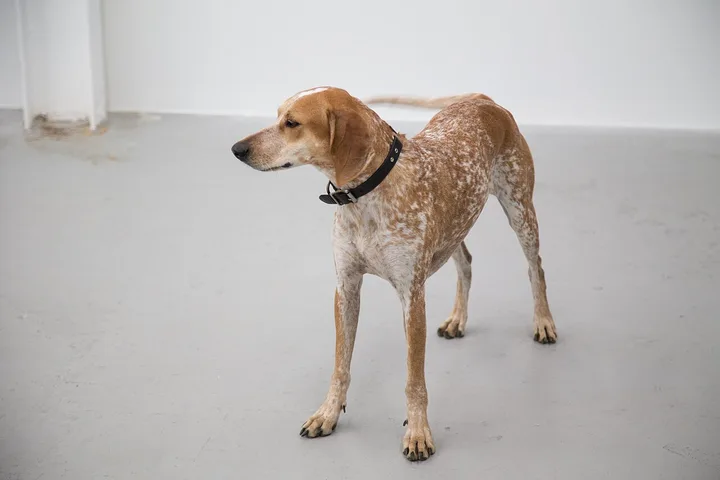 American English Coonhound dog