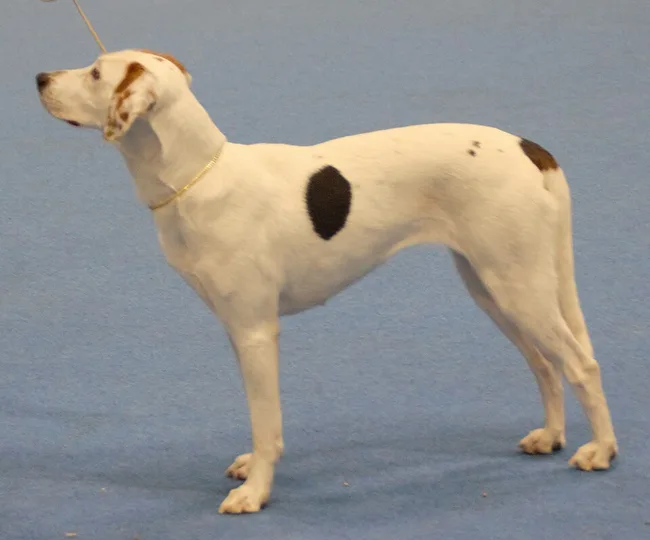 American Foxhound dog