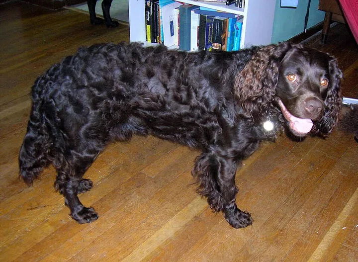 American Water Spaniel dog