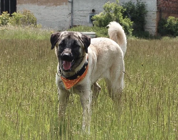 Anatolian Shepherd Dog dog