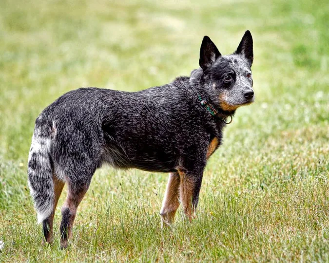 Australian Cattle Dog dog