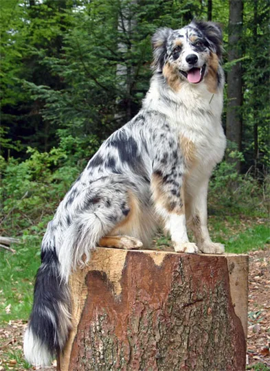 Australian Shepherd dog