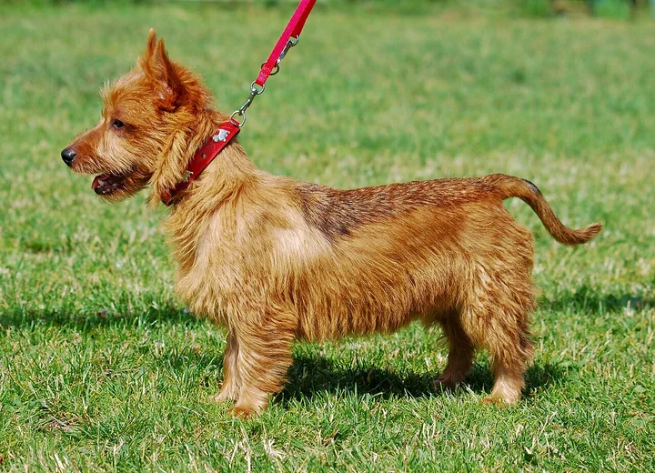 Australian Terrier dog