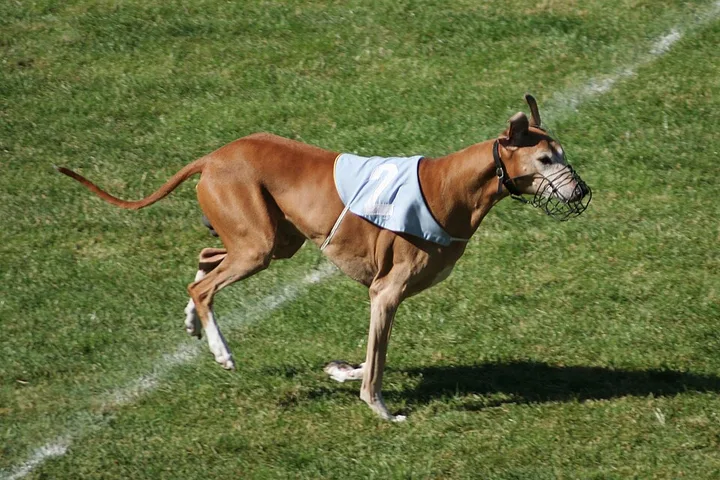 Azawakh dog