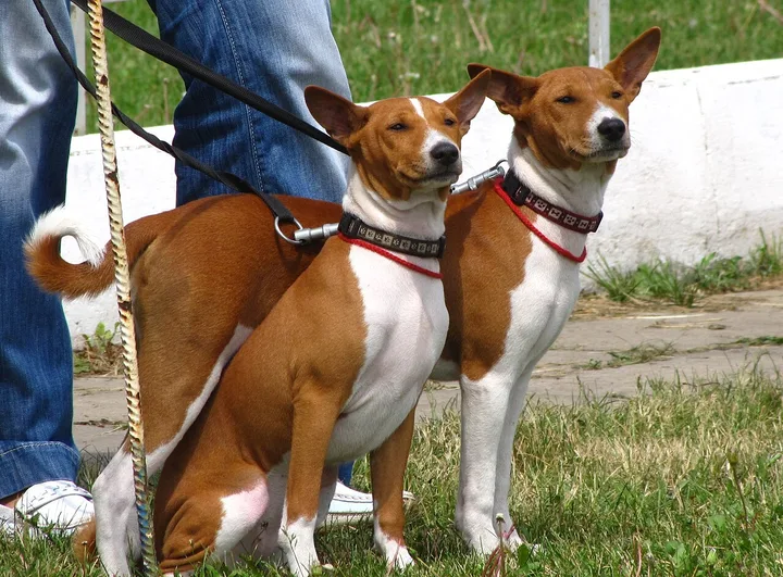 Basenji dog