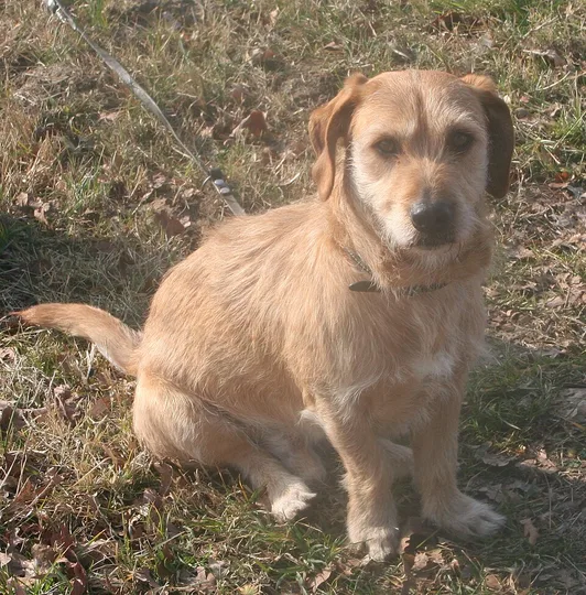 Basset Fauve de Bretagne dog