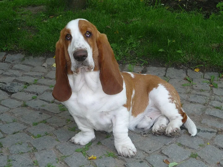 Basset Hound dog
