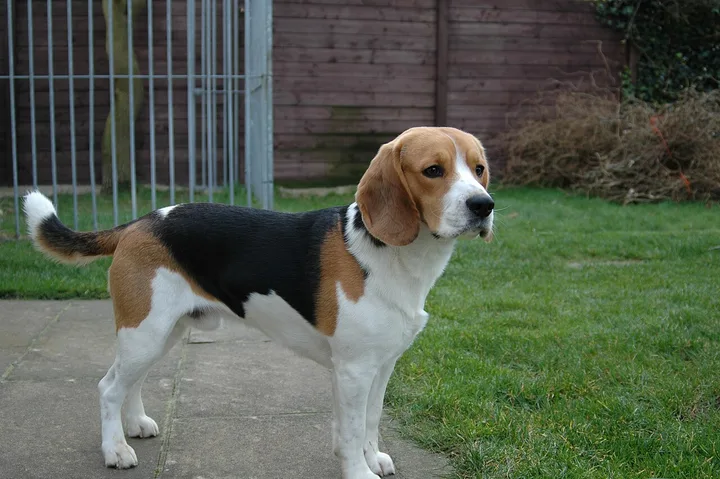 Beagle dog