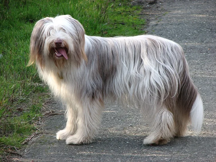 Bearded Collie dog