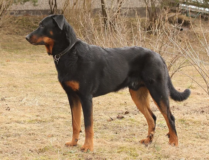 Beauceron dog