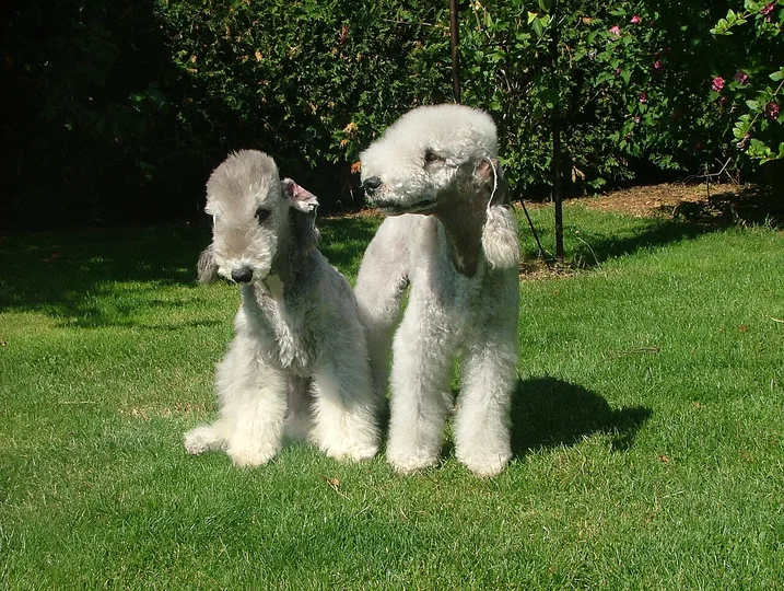 Bedlington Terrier dog