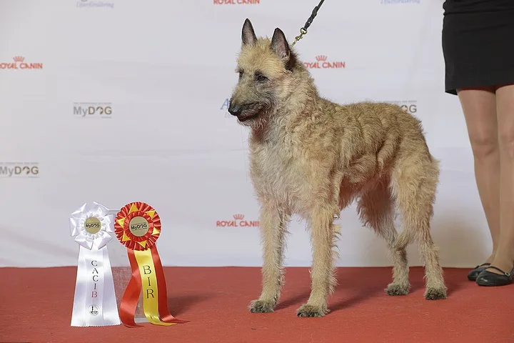 Belgian Laekenois dog