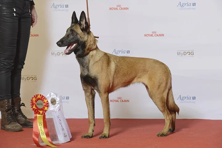 Belgian Malinois dog