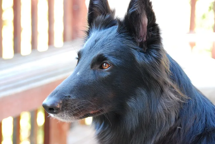 Belgian Sheepdog dog