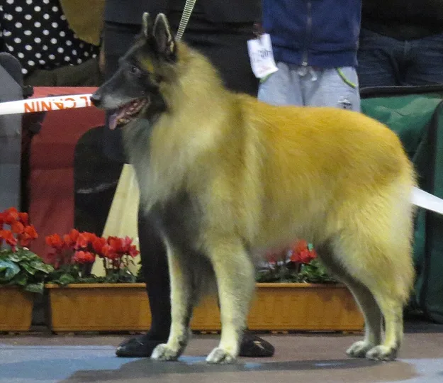 Belgian Tervuren dog