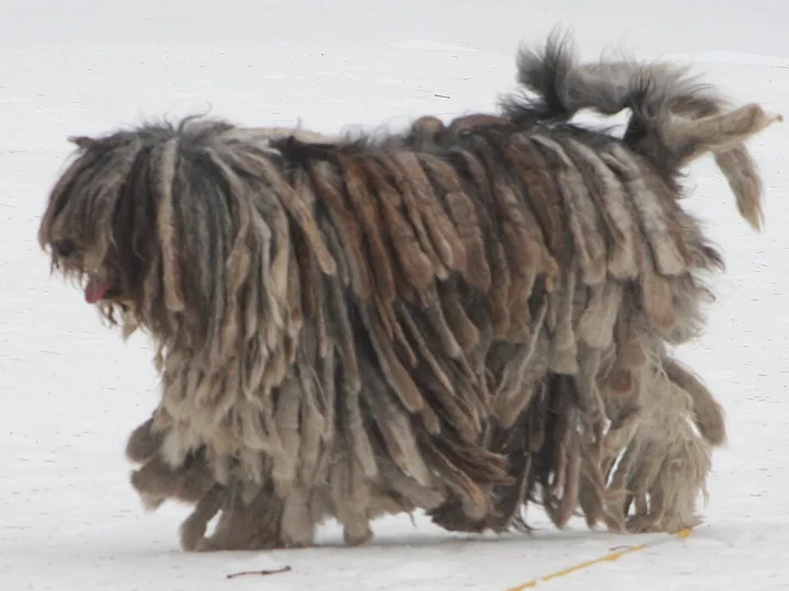 Bergamasco Sheepdog dog