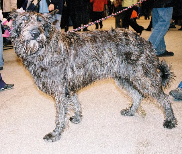 Berger Picard dog