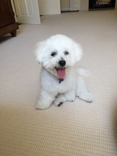 Bichon Frise dog
