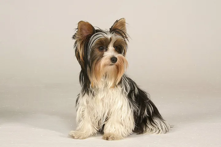 Biewer Terrier dog