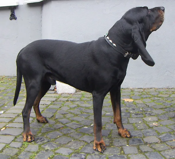 Black and Tan Coonhound dog