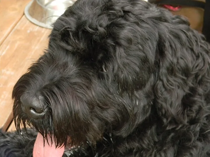 Black Russian Terrier dog