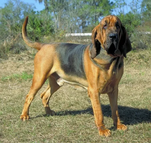 Bloodhound dog