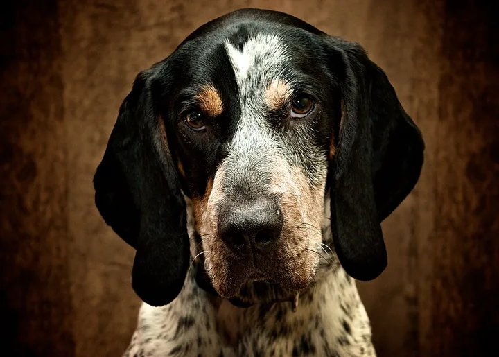 Bluetick Coonhound dog