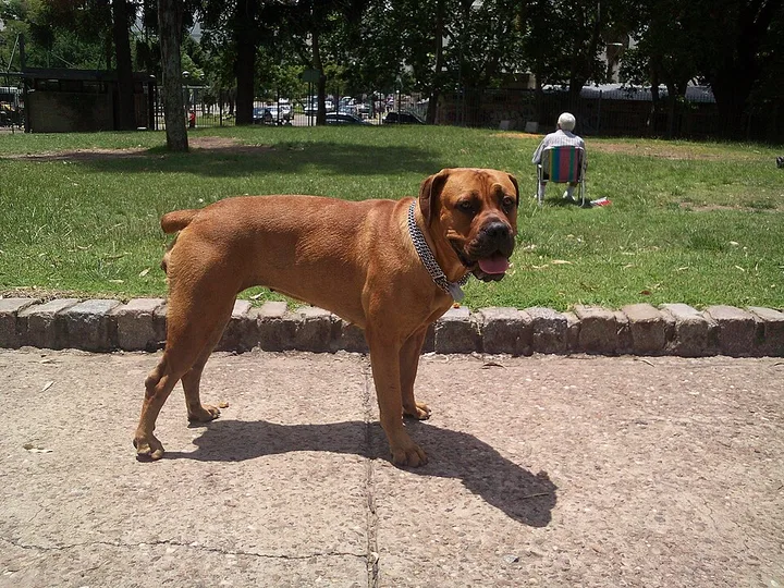 Boerboel dog