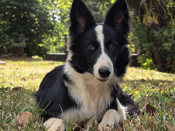 Border Collie dog