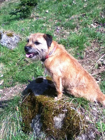 Border Terrier dog
