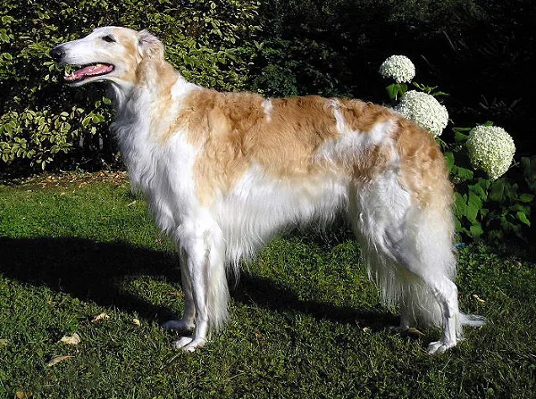 Borzoi dog