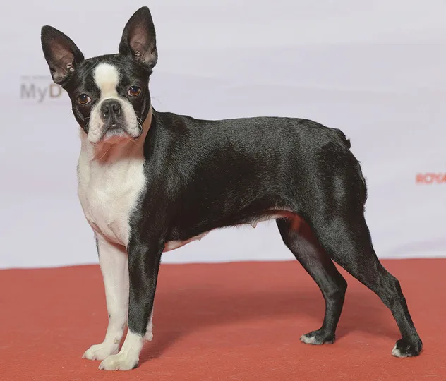 Boston Terrier dog