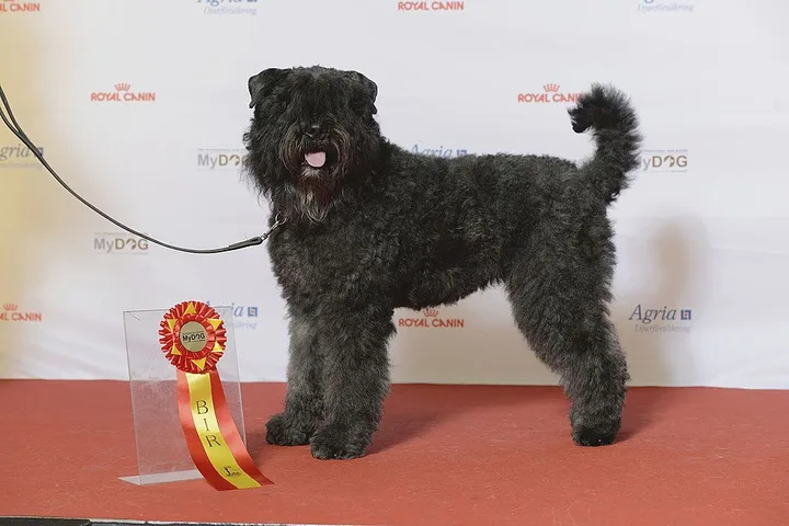 Bouvier des Flandres dog