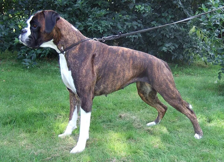 Boxer dog