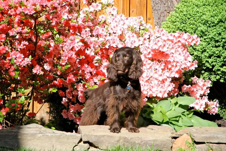 Boykin Spaniel dog