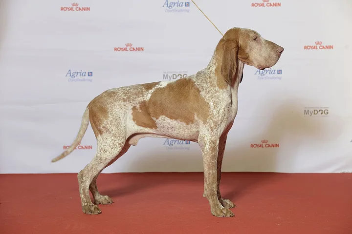 Bracco Italiano dog