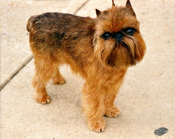 Brussels Griffon dog