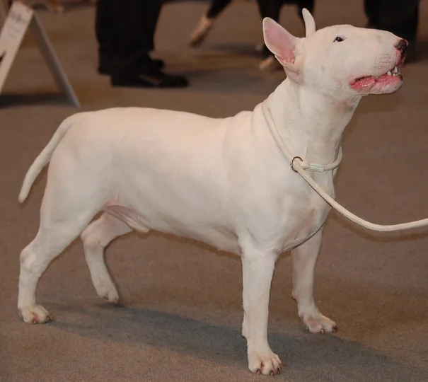 Bull Terrier dog