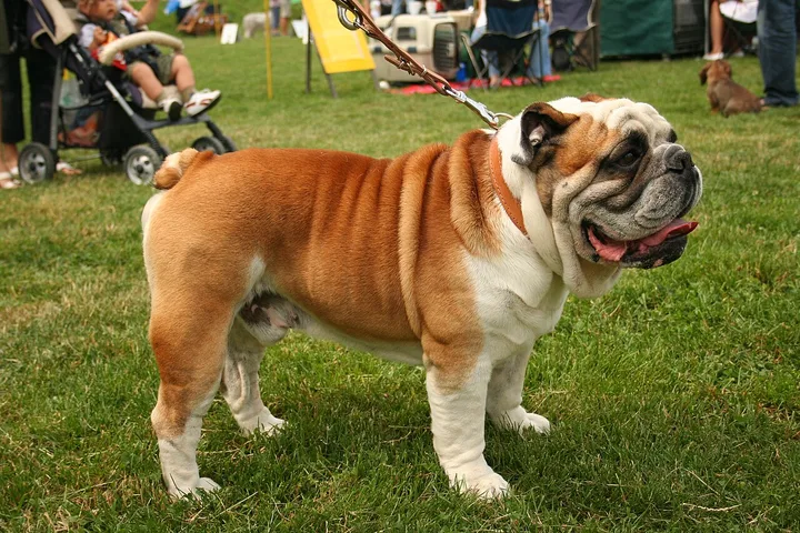 Bulldog dog