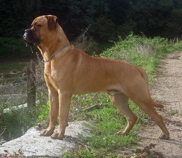 Bullmastiff dog