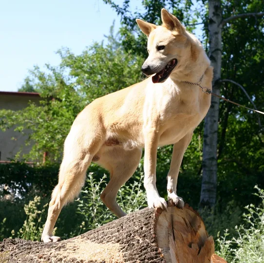 Canaan Dog dog
