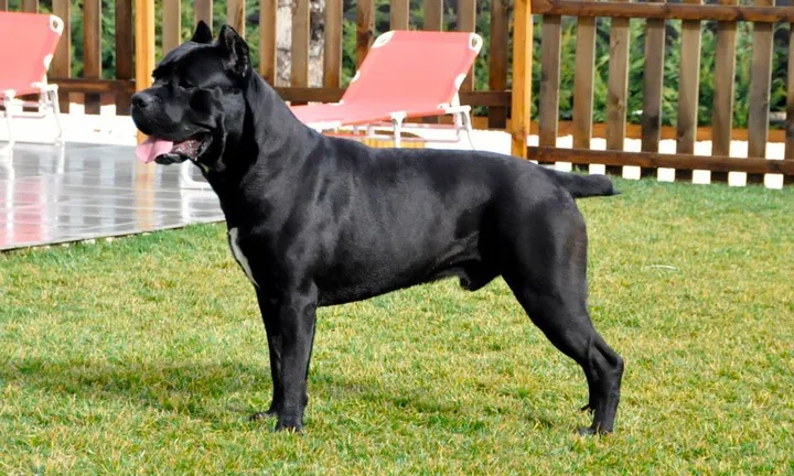 Cane Corso dog