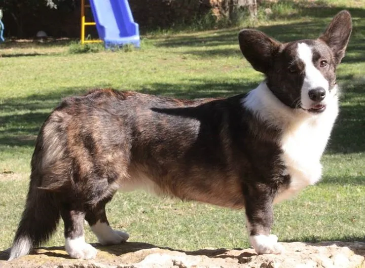 Cardigan Welsh Corgi dog