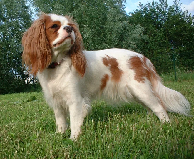 Cavalier King Charles Spaniel dog