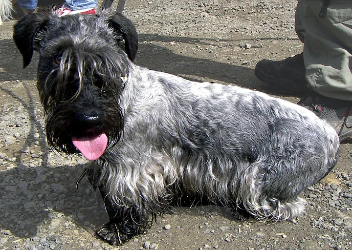 Cesky Terrier dog